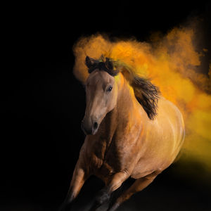 Pferde Holi Shooting