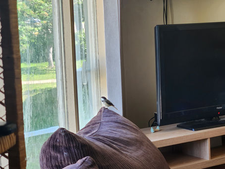 A Visitor With Wings: Reflections From the Archives of My Mind