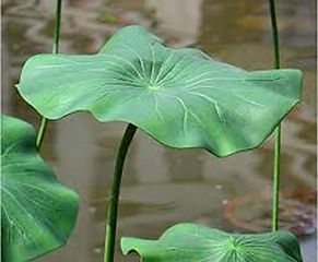 lilypad stme.jpg