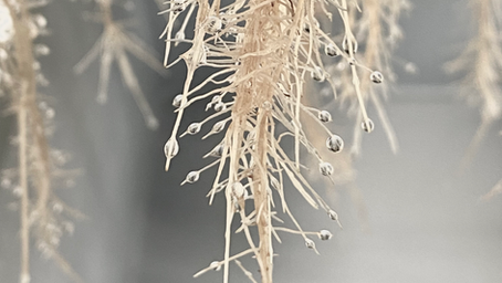 Close-up of intact medicinal plant roots in aeroponic system, showing root structure