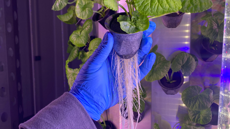 BotaniX aeroponic chamber with plant roots visible, clean lab environment