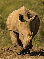 Rhino