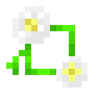 oxeye-daisy01.png.png