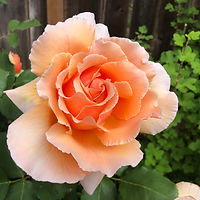 rose.JPG
