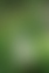 Potential to Exhibit at the Turrill Sculpture Garden Oxford