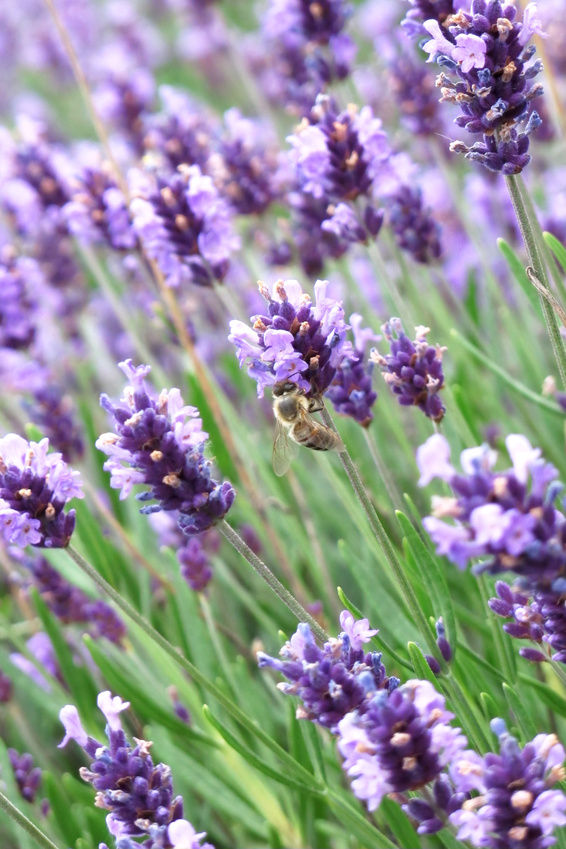 The Eden Practice, Surrey - Coaching, Counselling & Psychotherapy