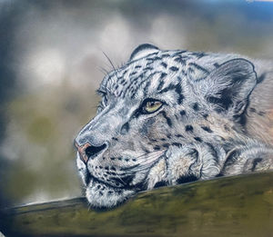 Snow Leopard