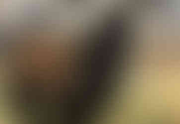 Stag, by Maggie Tanner Art