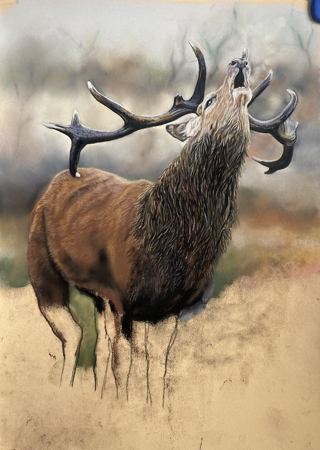 Stag, by Maggie Tanner Art