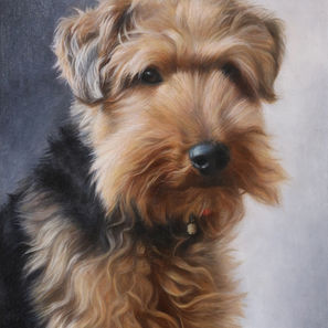 Pet Portraits