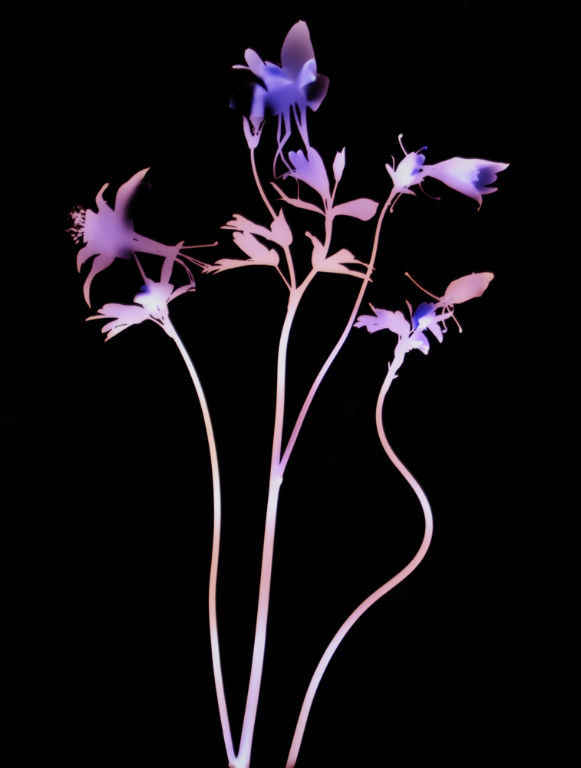 Aquilegia Stems Blue