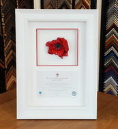 Tower of London Poppy with Certificate