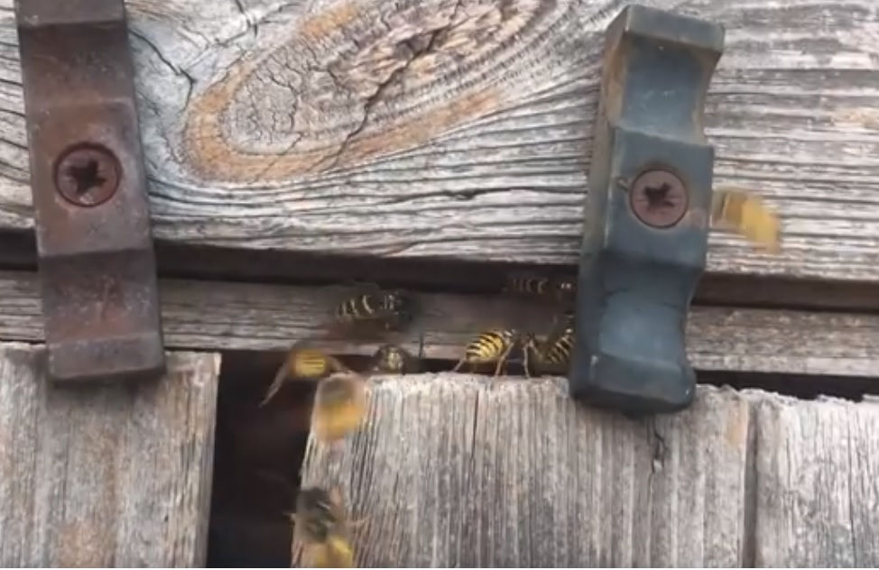 Bees entering a hive through a weathered wooden gap, surrounded by rusty metal hinges. The scene is rustic and natural.
