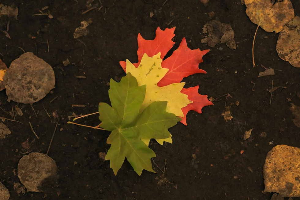 Three maple leaves in green, yellow, and red lie on dark soil. The scene evokes an autumn mood with scattered dry leaves around.