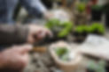 Terrarium Miniature Botanical Horticultu