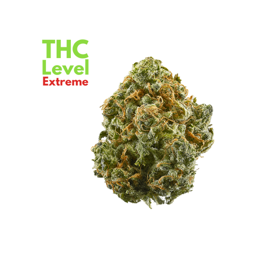 Blue Truffle Cigalar