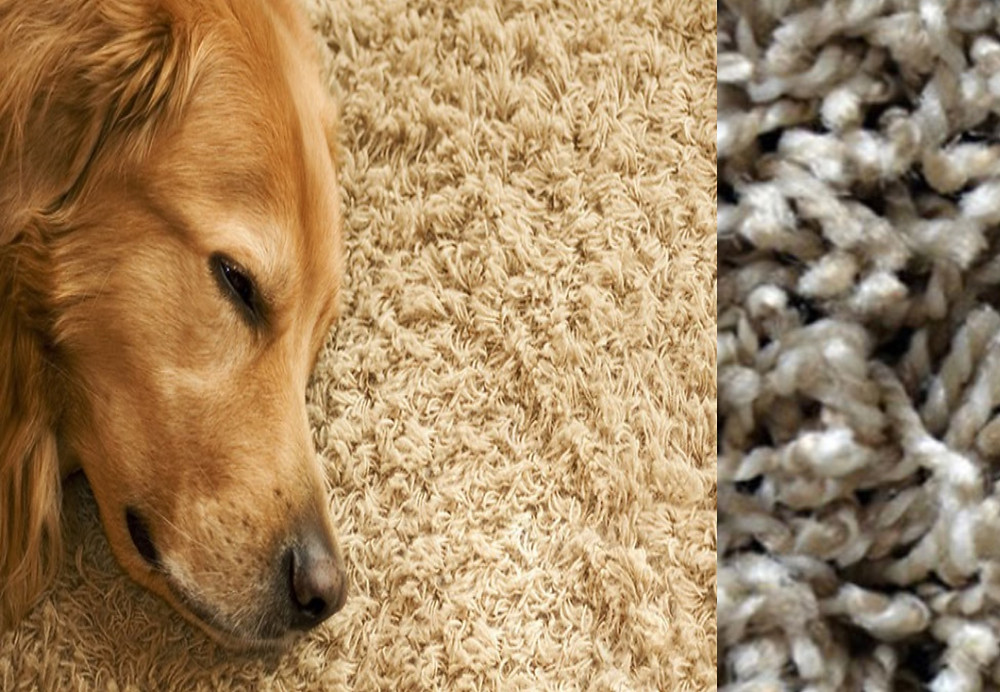Frieze style carpet.