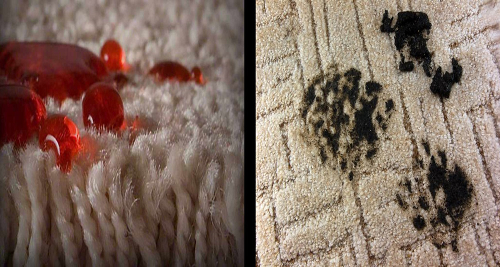 Carpet swatches with liquid and soil being repeled.