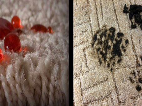 Carpet Stain and Soil Resistance