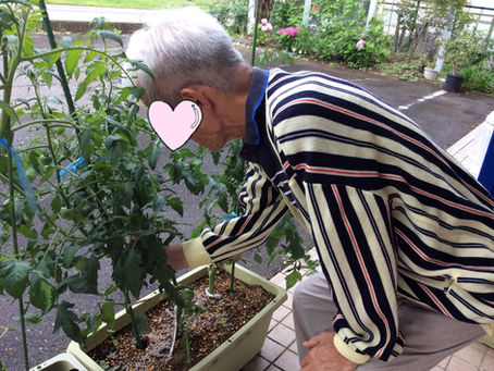 ここから園芸クラブ☆ミニトマトの味見♡