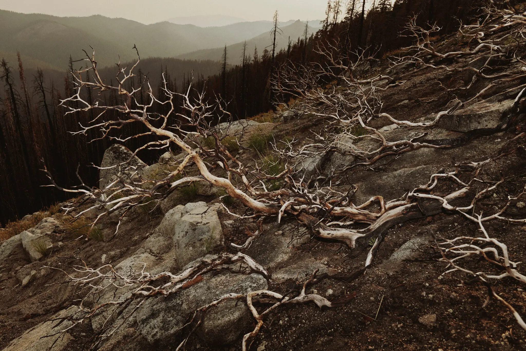 Manzanita PCT.webp