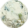 SCALLION