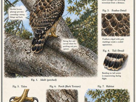 The Red-Shouldered Hawk — Voice of the Canopy