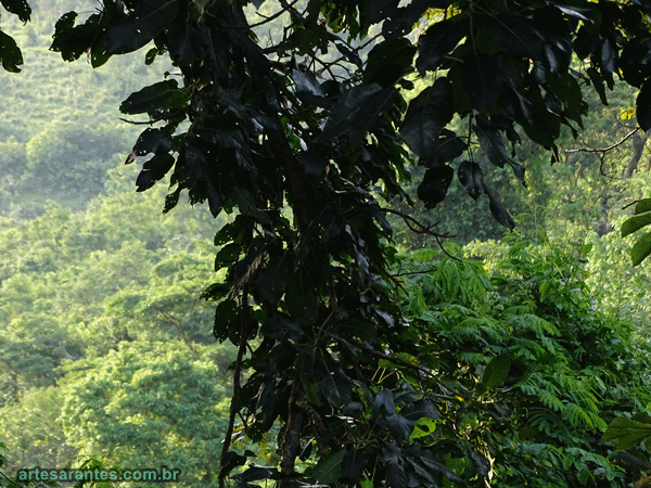 Mata virgem