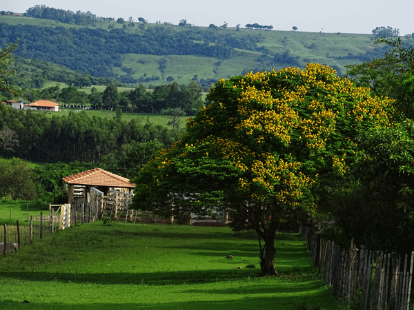 paisagem do campo