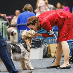 WDS Circuit Basset specialty & World Winner 2025
