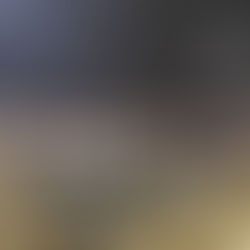 Cows and robots at Homestead Dairy