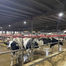 Cows and robots at Homestead Dairy