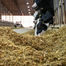 Cows eating at a well--managed bunk