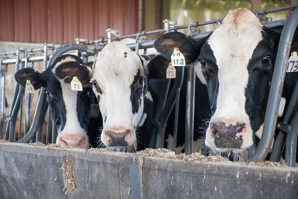 Cows at a feed bunk