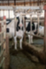 Cow at a finger gate in a robot barn