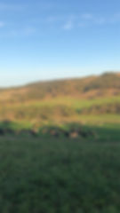South Australia dairy cows on pasture