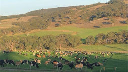 Australian dairy cows grazing