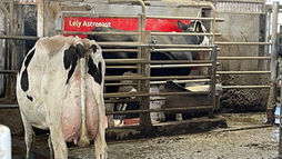 Cow waiting to enter a robot