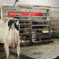 Cow waiting to enter a robot