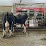 Cows at the milking robot