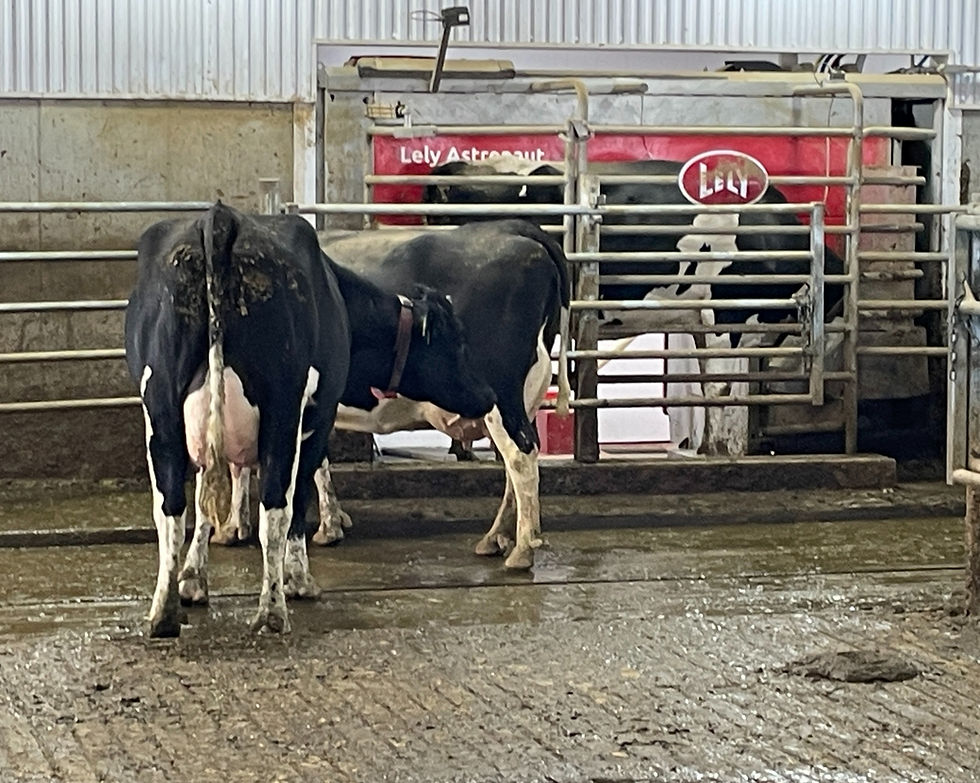 Cows at the milking robot