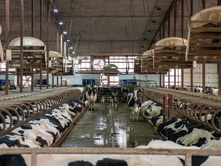 guided flow robotic milking