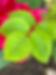 IMG_5526.jpeg