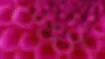 flower-photo.webp