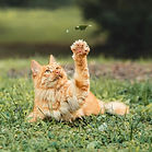 公园野猫_edited_edited.jpg