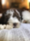 fullsizeoutput_114c.jpeg