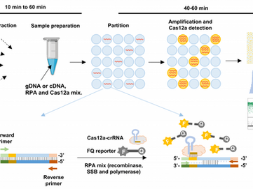 SMART Researchers Develop Method for Rapid, Accurate Detection of Viruses