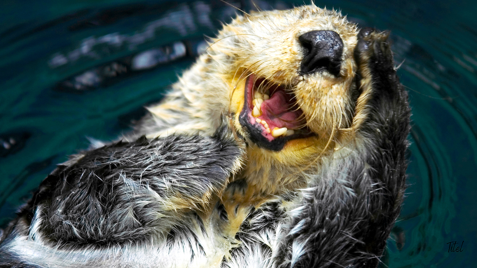 Zweethut - In het spoor van Otter