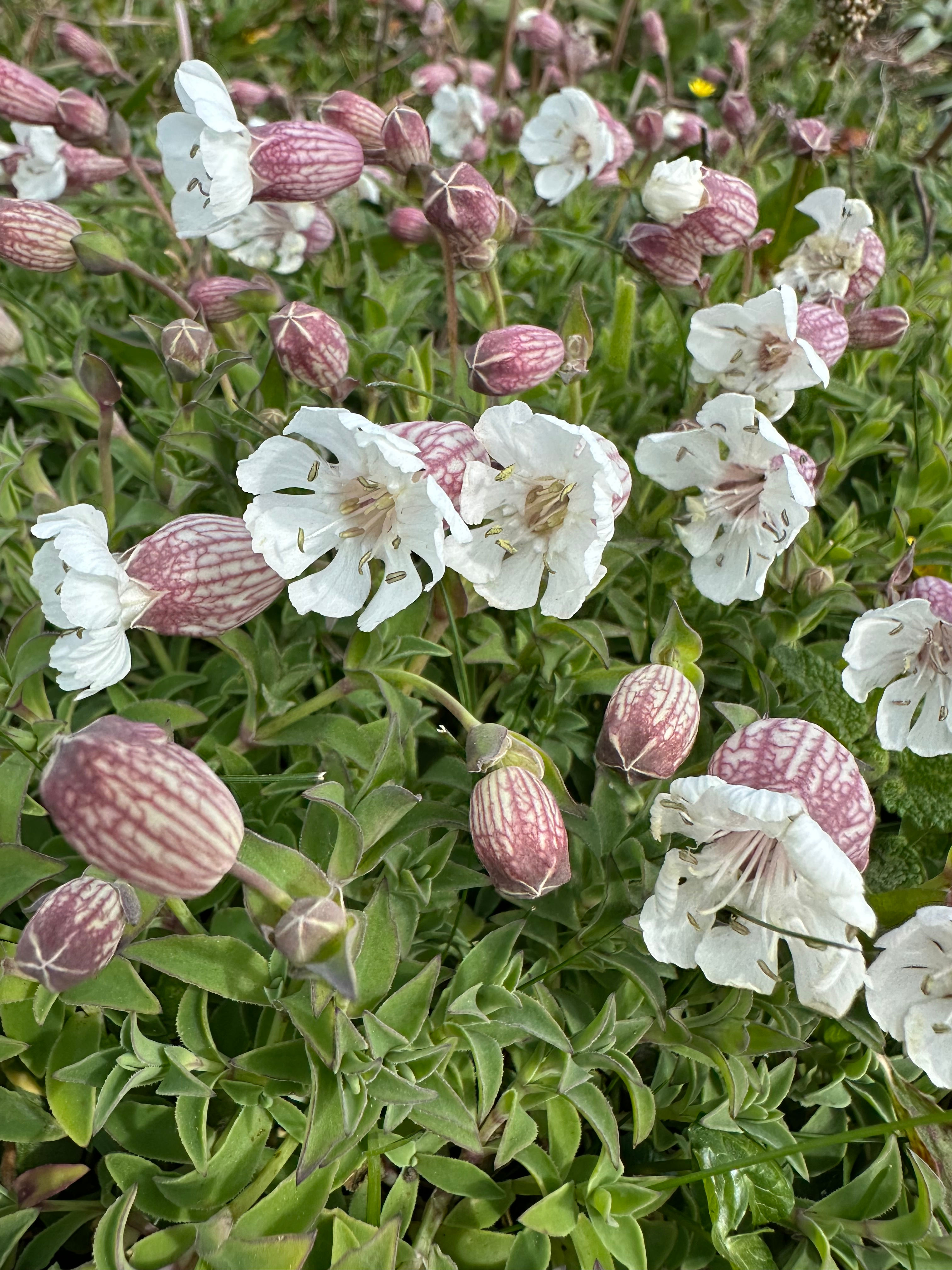 Bladder Campion (Silene vulgaris) 9cm Plant