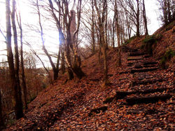 SDC13084coloredit